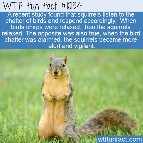 WTF-Fun-Fact-Squirrel-Eavesdroppers