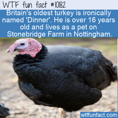 WTF-Fun-Fact-Turkey-Dinner