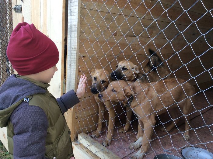 9-year-old-Russian-boy-trades-his-art-for-abandoned-dog-food-and-medicine-5da51eb6dfbb0__700