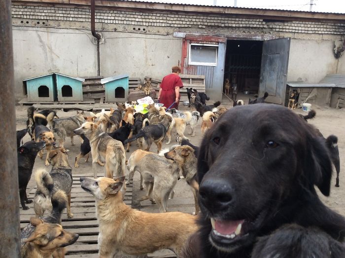 9-year-old-Russian-boy-trades-his-art-for-abandoned-dog-food-and-medicine-5da52150b9d7e__700