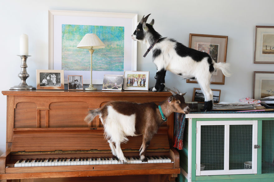 Goats-on-the-piano-5d8a1e745ecf9__880