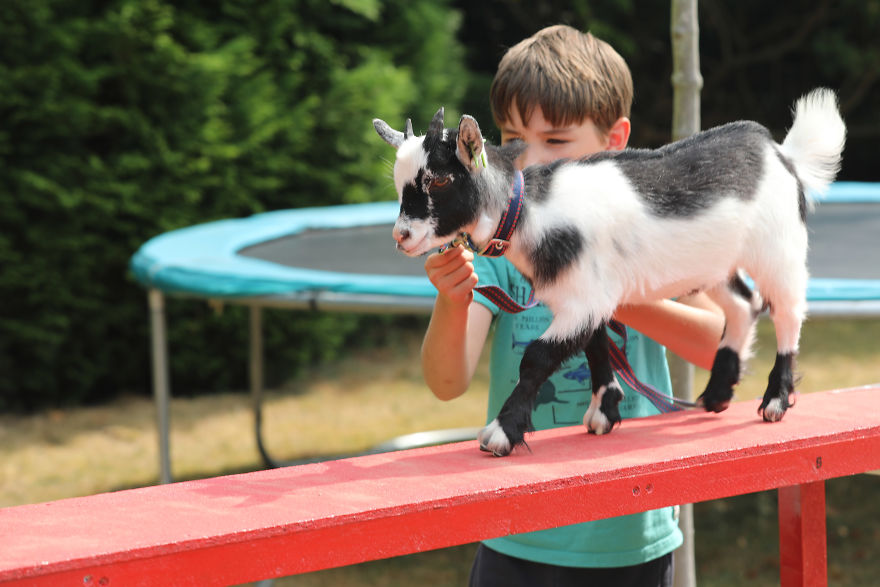 goat-agility-5d8a1e6ea6cbc__880