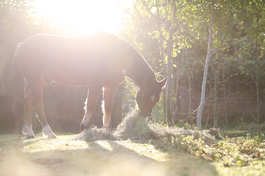 hay-in-the-morning-5d8a1e8db0278__880