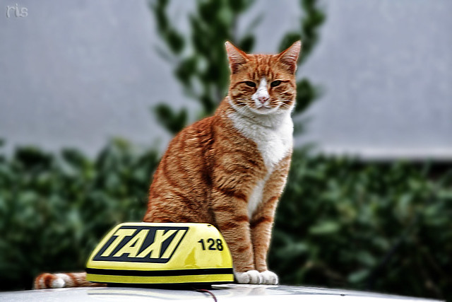 taxi cat