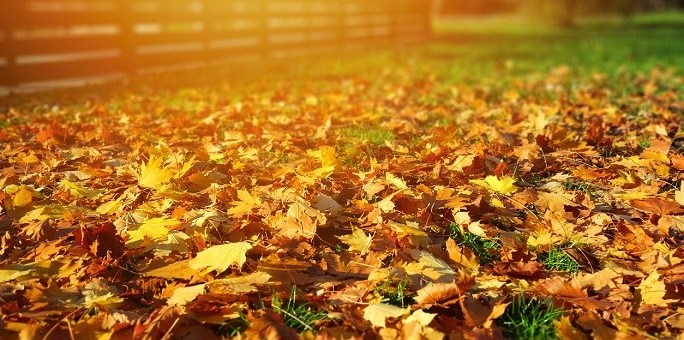 orange-leaves-in-the-grass_iStock_cropped