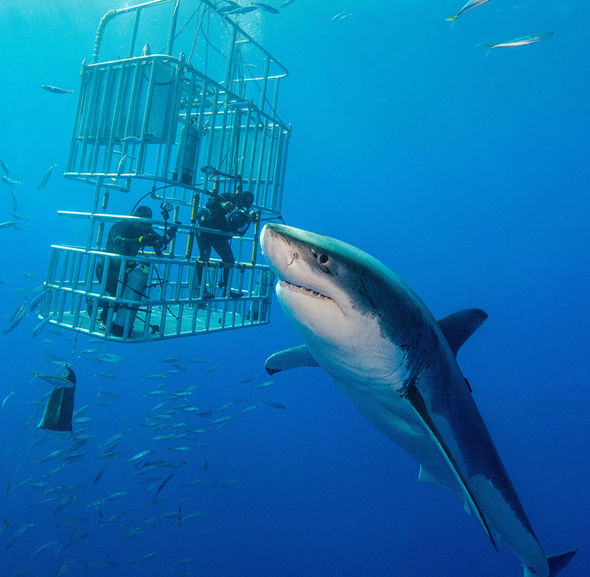 S-Cape-Tourism-Route-Shark-Cage-1