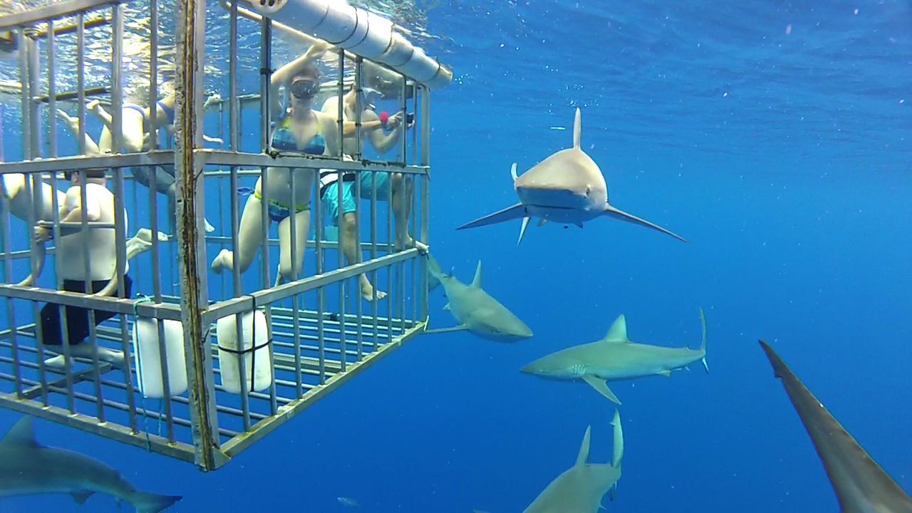 Sharks_outside_cage