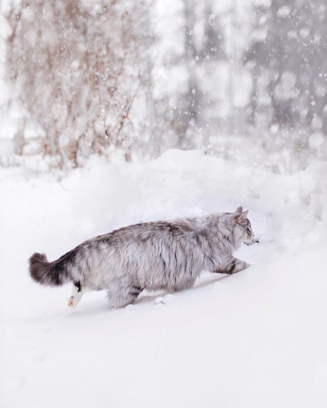 aslantheforestcat_70354297_109965090316263_7469224098945859646_n