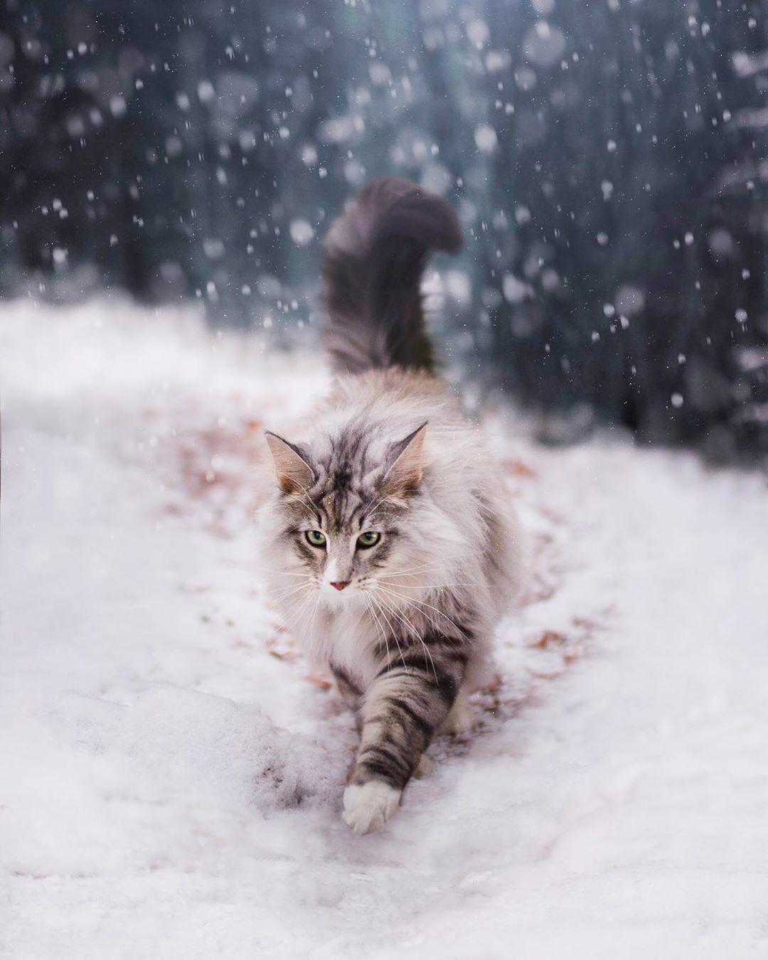 aslantheforestcat_71148840_375245369888338_4348958455232246047_n