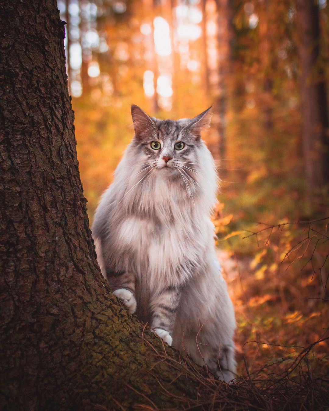 aslantheforestcat_71518031_1437299833091588_4536363281075740517_n