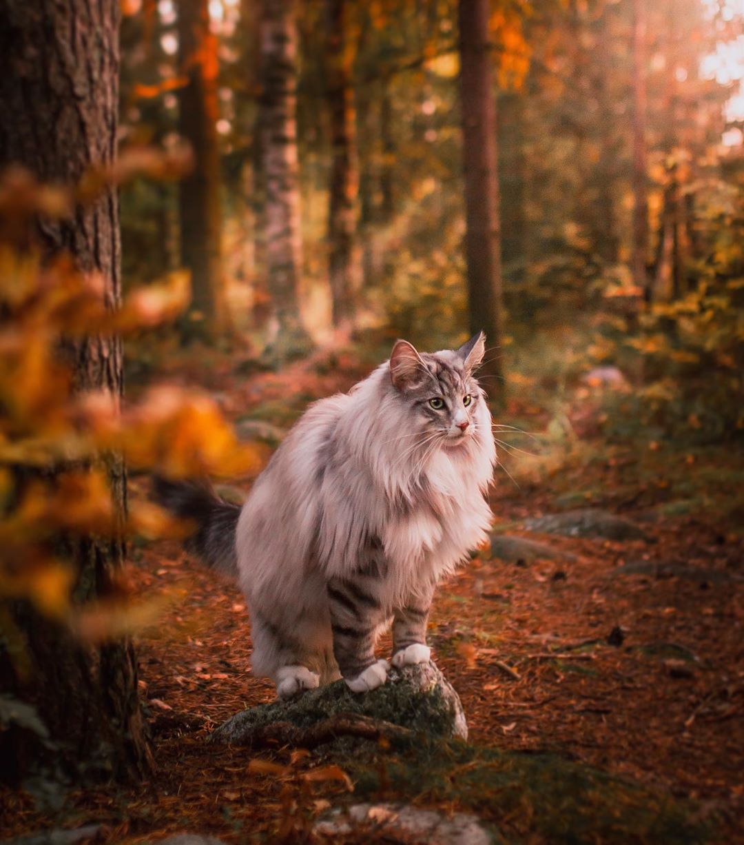 aslantheforestcat_71547690_108654977063412_7317410269775495320_n