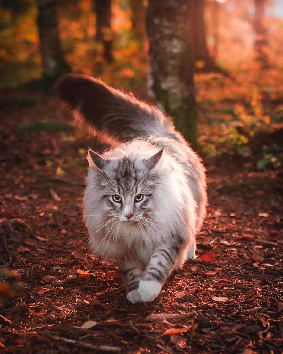 aslantheforestcat_72749701_232482021047368_8325647153189173556_n