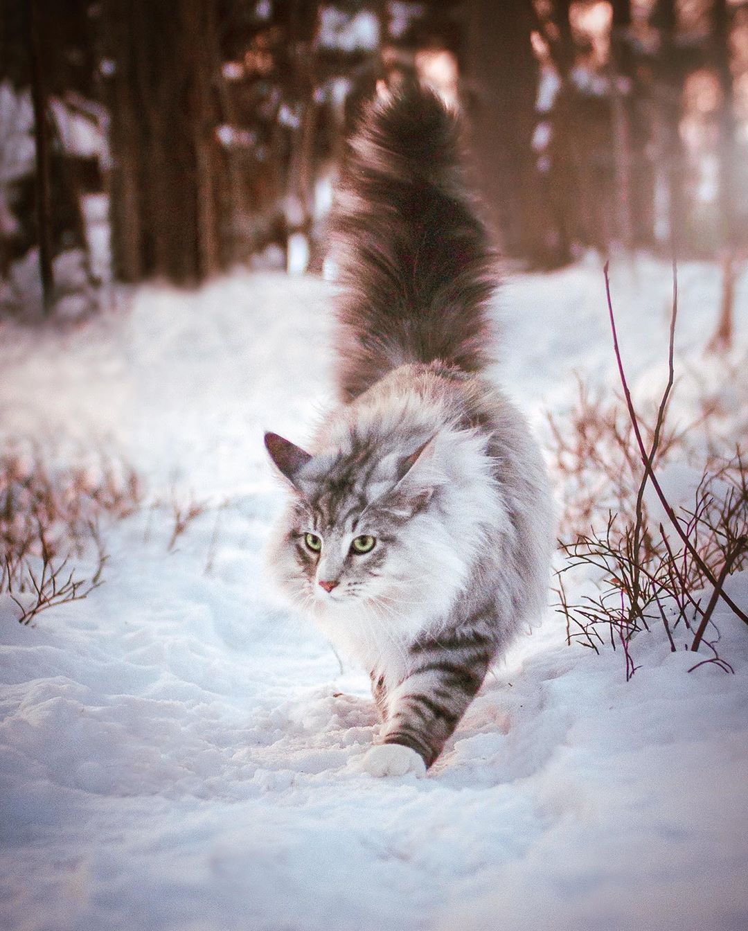 aslantheforestcat_74473499_828889320847505_1489057152934372358_n