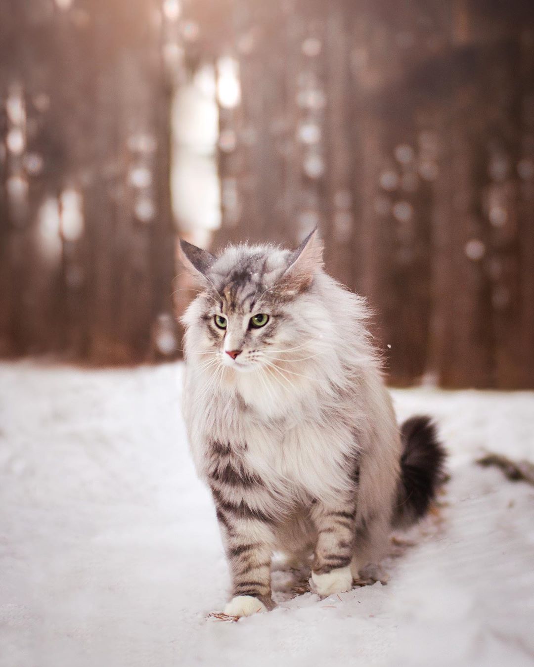 aslantheforestcat_74634299_149639866413984_8499736888237603904_n