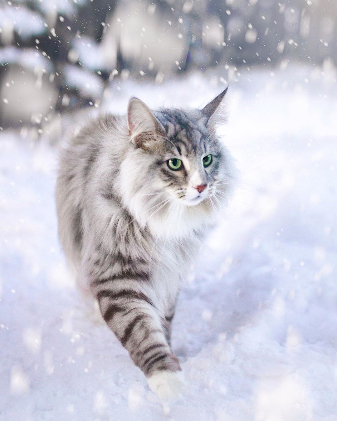 aslantheforestcat_75545983_721221665037858_6280622292057413025_n