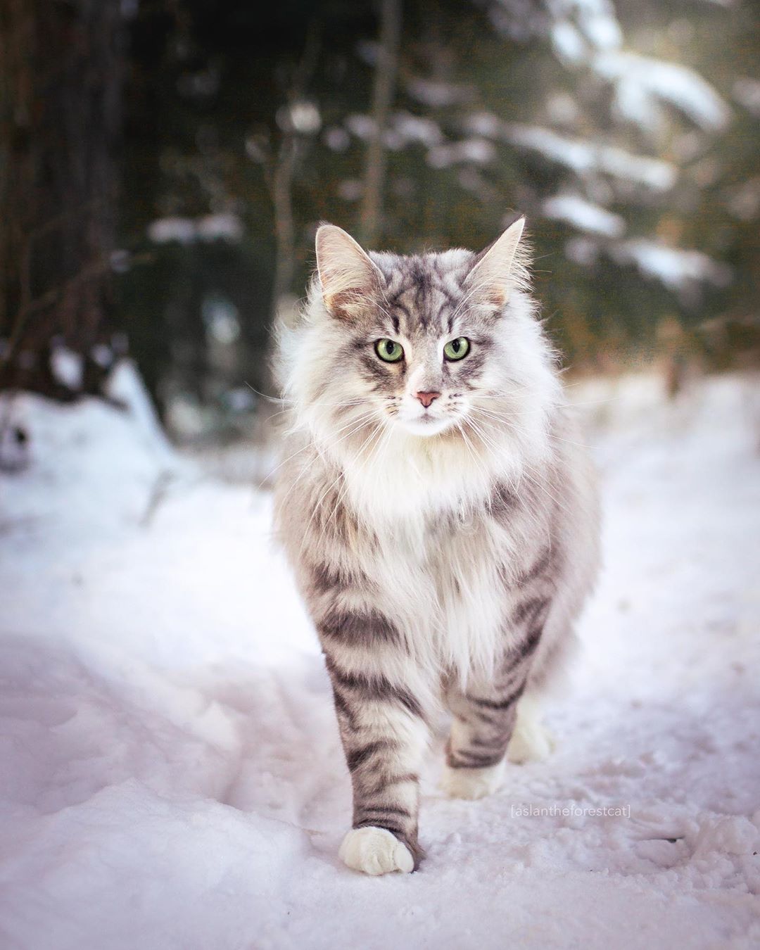 aslantheforestcat_79475792_952564118458260_3378549487583372193_n