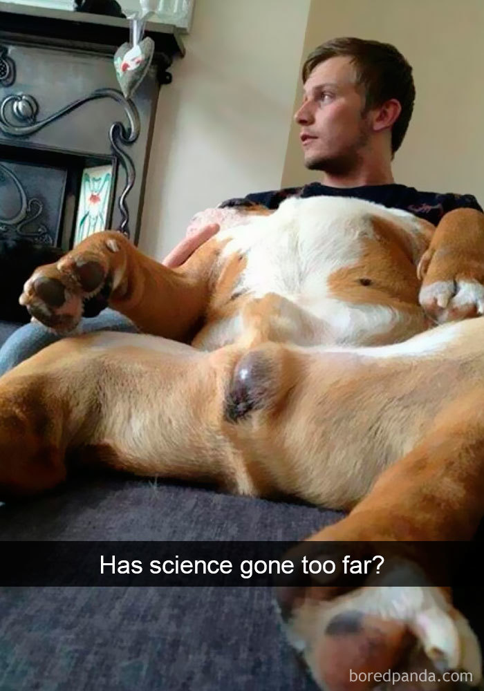 dogs-funny-snapchats-5a2f9c43c8a2a__700