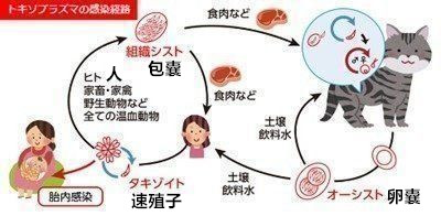 先天性トキソプラズマ症とは_副本