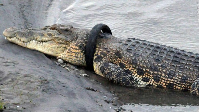 rubber-tyre-crocodile.jpg