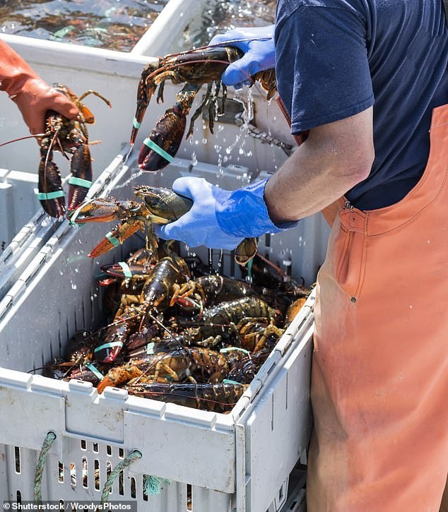 24276292-7963755-Lobster_is_being_sold_for_as_little_as_33_after_China_closed_its-a-26_1580796304282.jpg