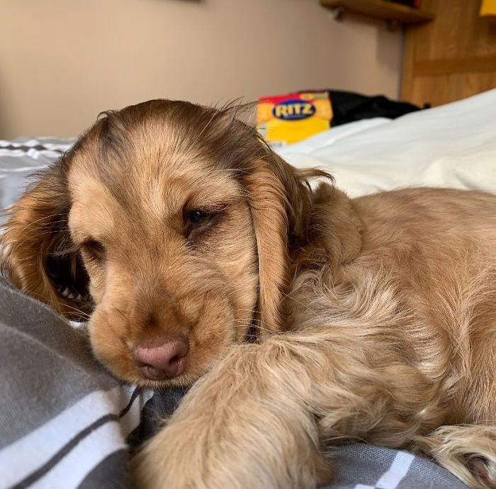 cocker-spaniel-puppy-mesmerising-disney-eyes-winnie_thecocker-1