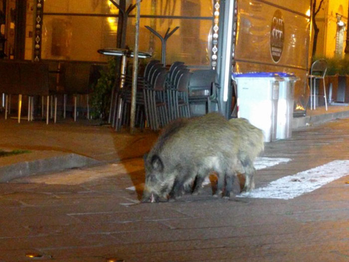 animals-in-streets-during-coronavirus-quarantine-2-5e70e3cadf021__700