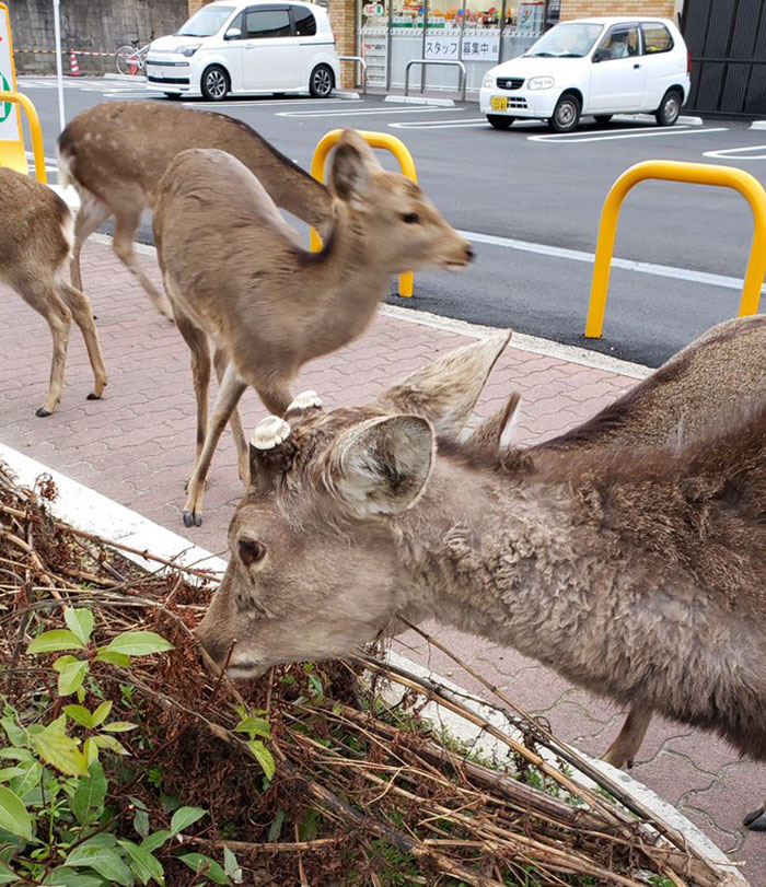 animals-in-streets-during-coronavirus-quarantine-5e70e598da656__700