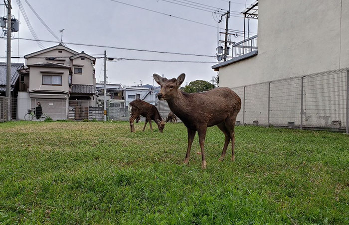 animals-in-streets-during-coronavirus-quarantine-5e70e5b568723__700