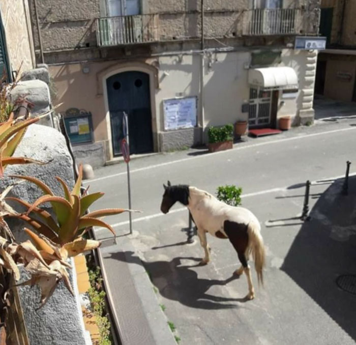 animals-in-streets-during-coronavirus-quarantine-5e721c4eec1f6__700