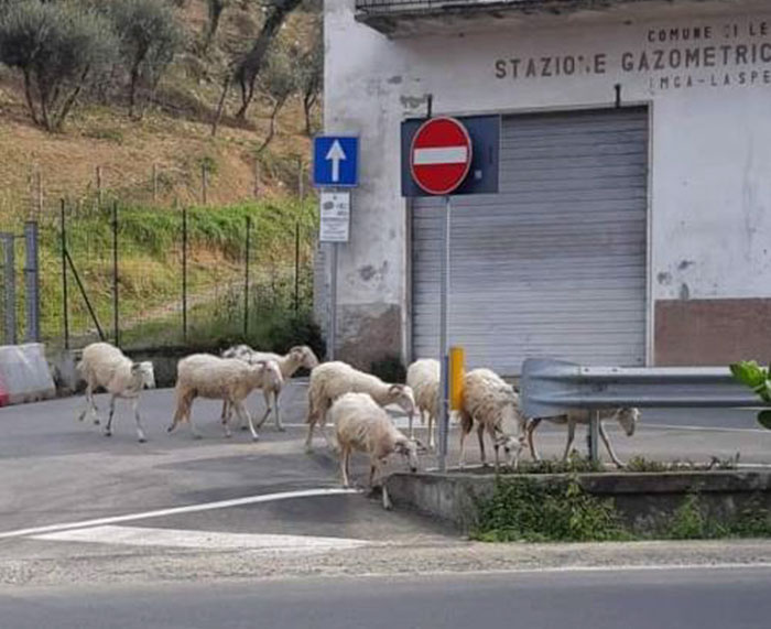 animals-in-streets-during-coronavirus-quarantine-5e721d38e0f01__700