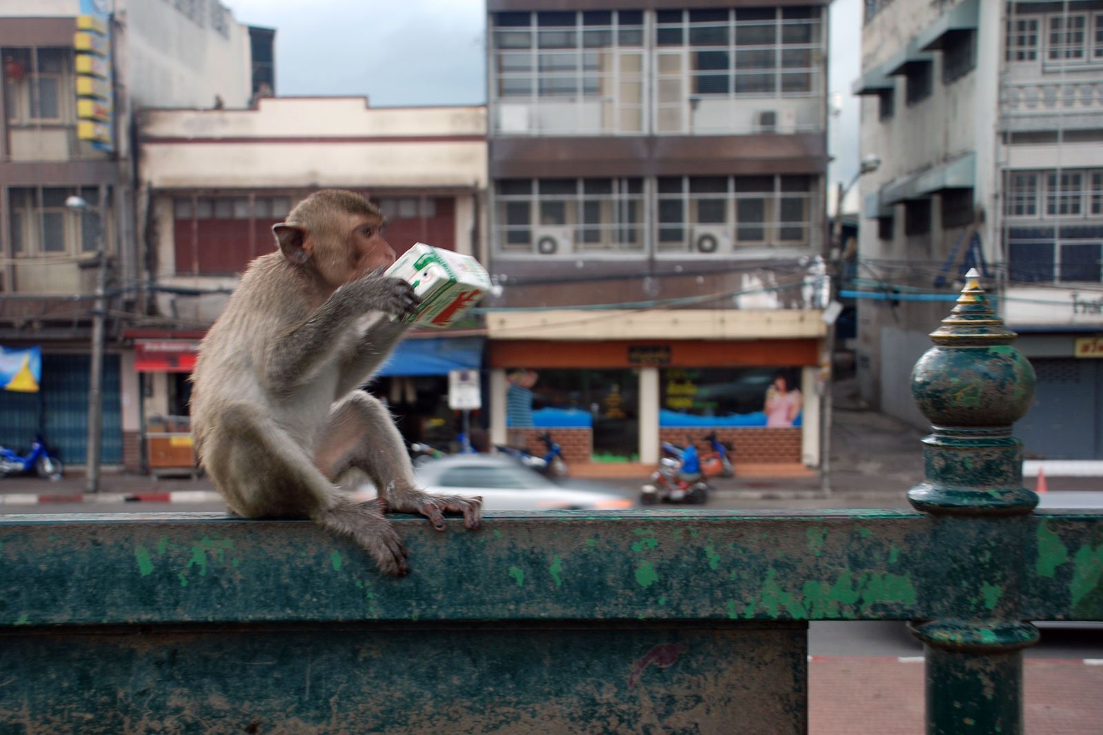 Macaque-lopburi