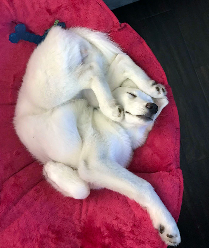 funny-dog-sleeping-positions-1-5d5f8dfcdd704__700