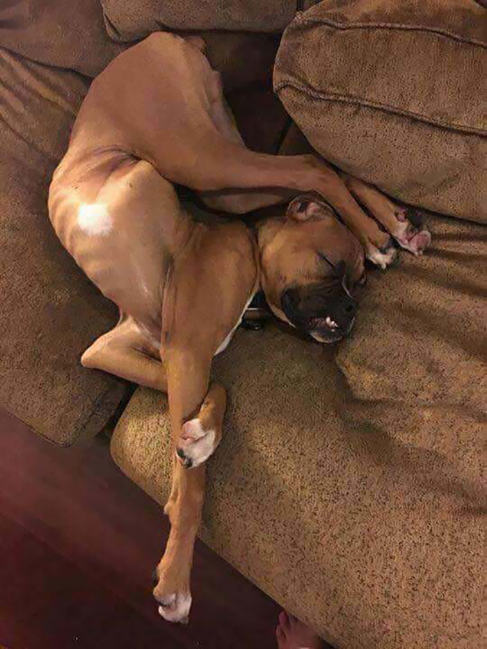 funny-dog-sleeping-positions-72-5d5f93d5c856d__700