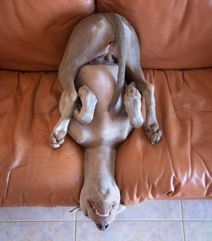 funny-dog-sleeping-positions-82-5d5f9481378bb__700