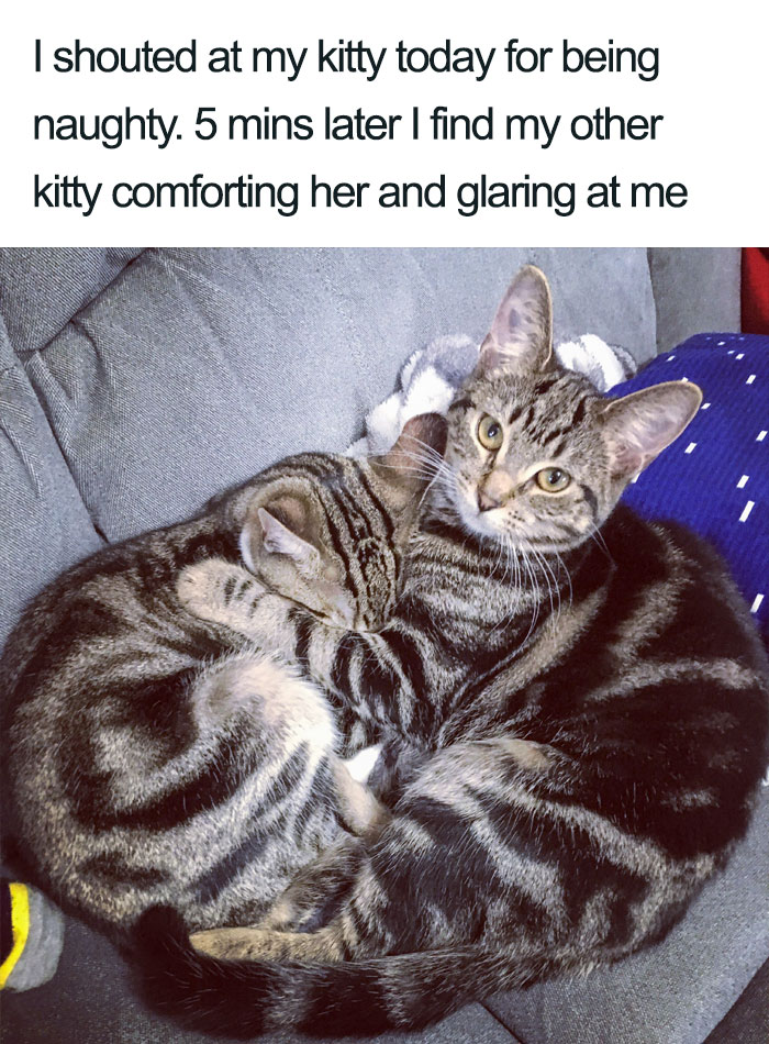 wholesome-cat-posts-200-5d385caddae5d__700